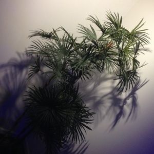 Meet your Posher, Dylan